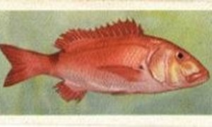 Opklaar van meningsverskil oor die vang van rooisteenbras